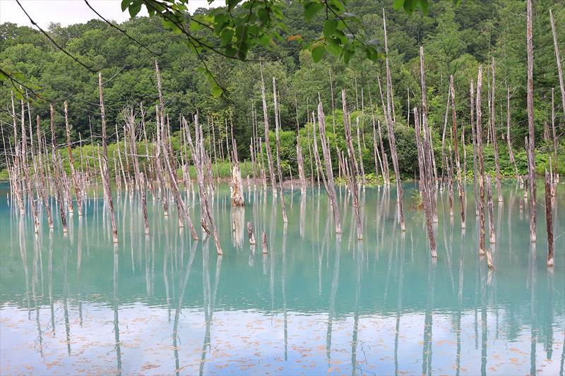 白金 青い池