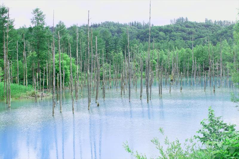 白金 青い池