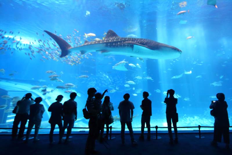 美ら海水族館