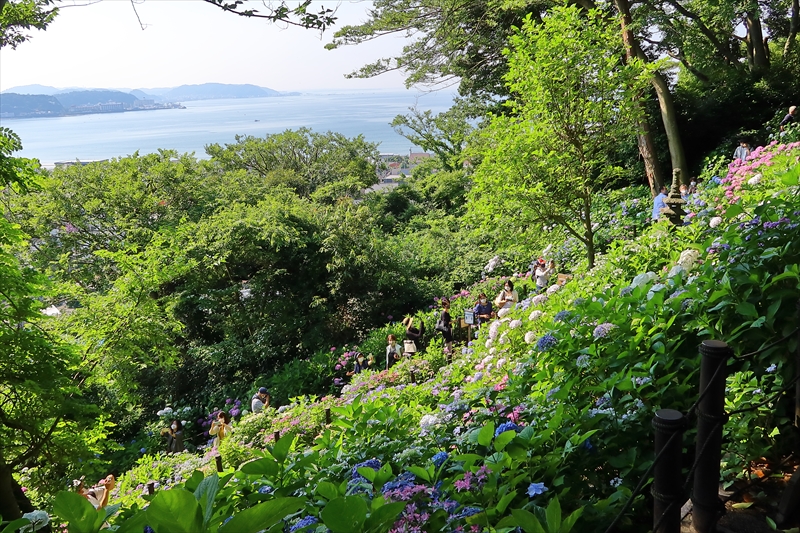 長谷寺の紫陽花