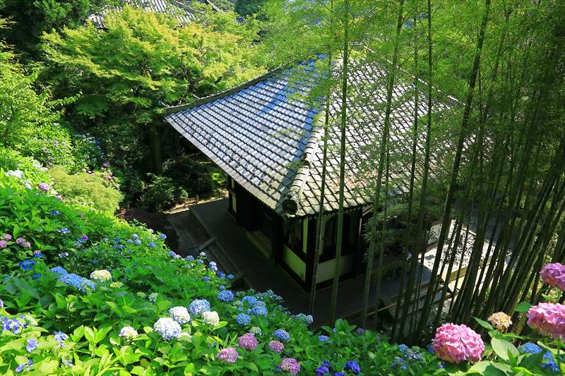 長谷寺の竹林と紫陽花